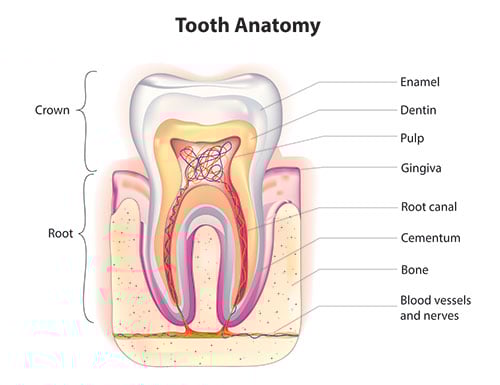 tooth anatomy graphic